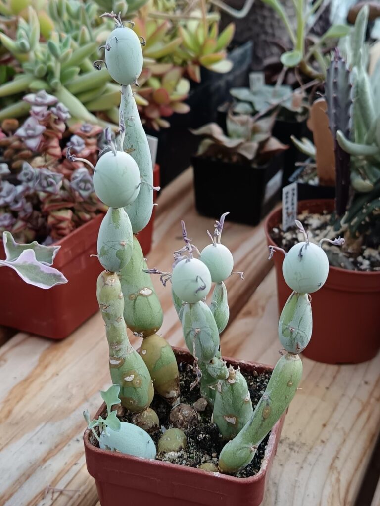 Probably the funniest looking plant in my collection
