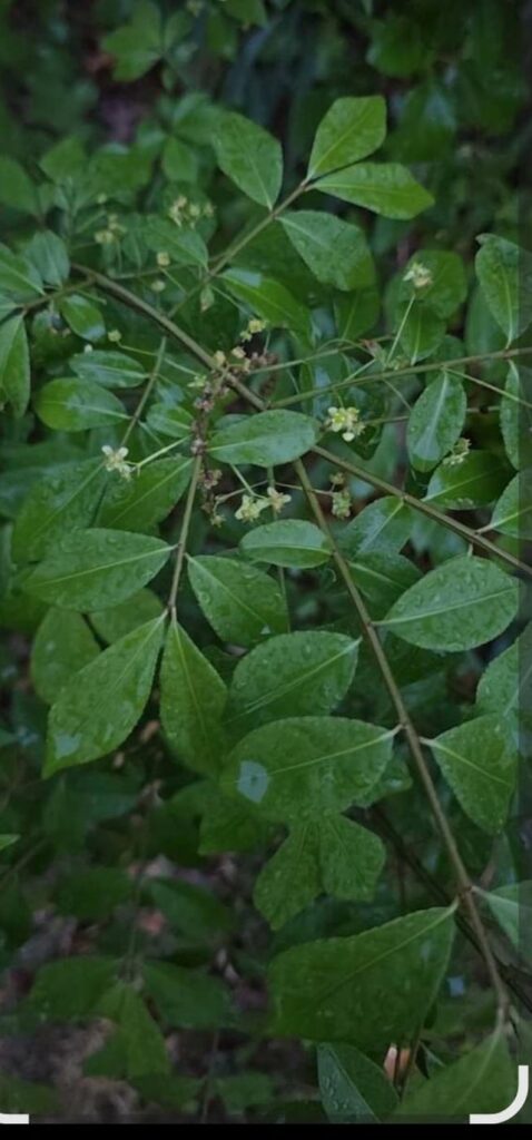 Please tell me this isn't poison sumac!
