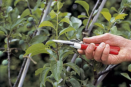 Shortening growth on plum trees