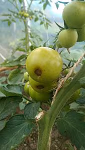Blossom End Rot in Twin Towns Community Garden