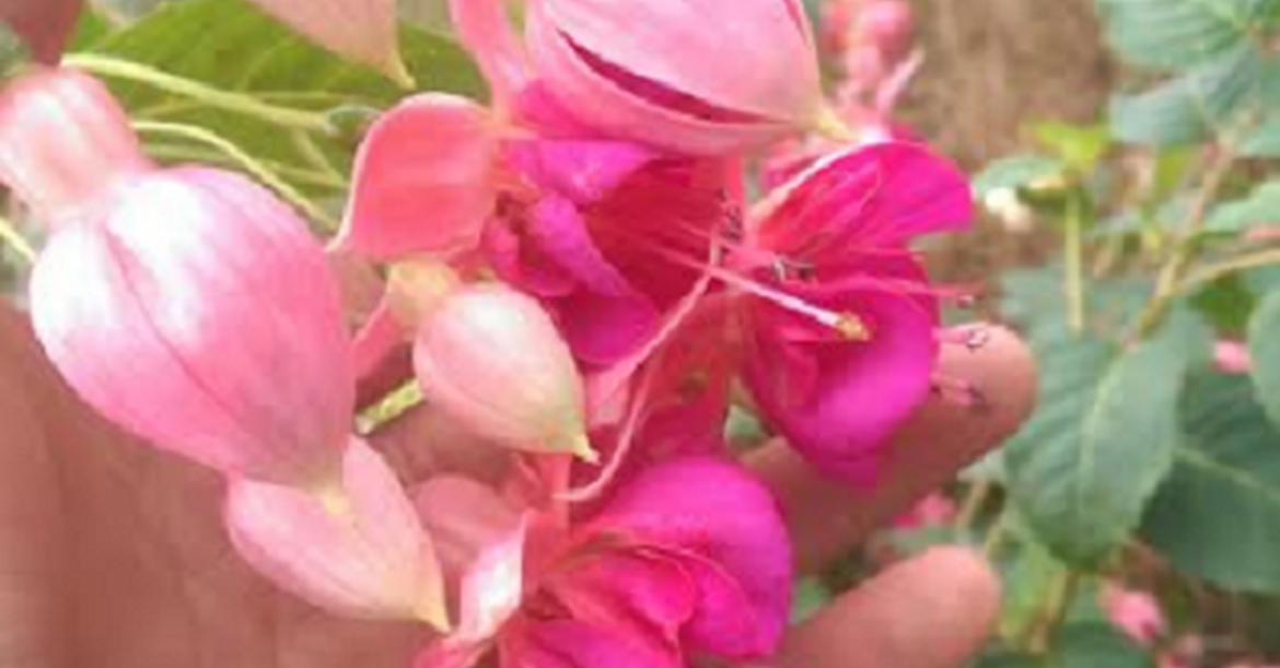 DD Gardening: End of summer doesn't mean end of colour!