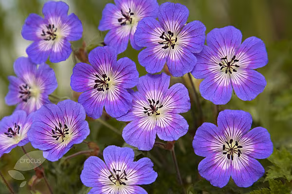Wonderful blue flowering 'Rise and Shine' available from Crocus nursery on-line