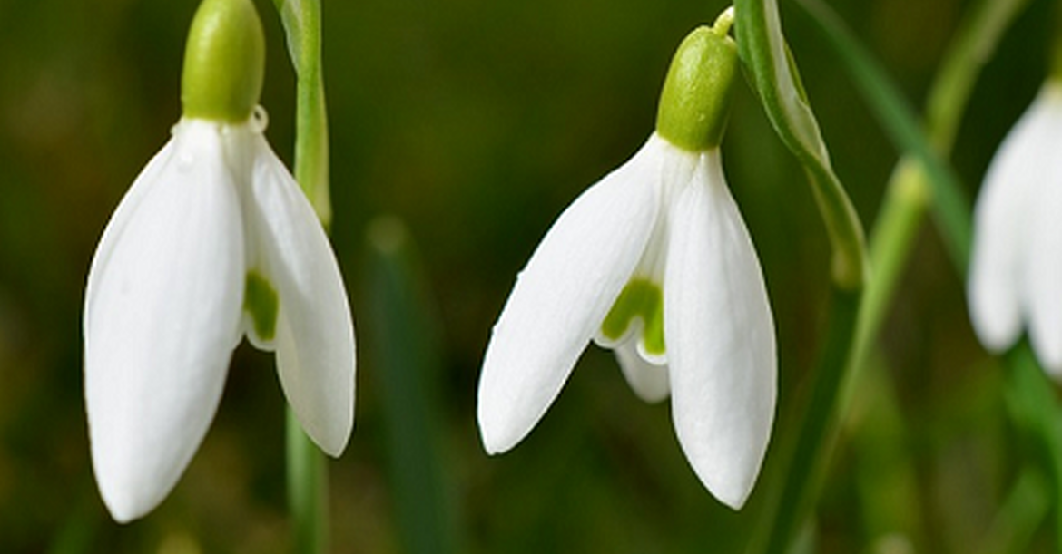 DD Gardening: The glory of snowdrops DD Gardening: The glory of snowdrops