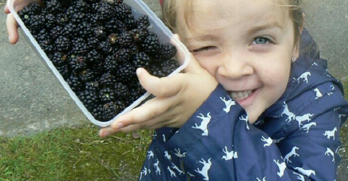 DD Gardening: The joy of blackberry picking DD Gardening: The joy of blackberry picking