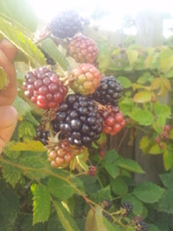 The first pick of blackberries