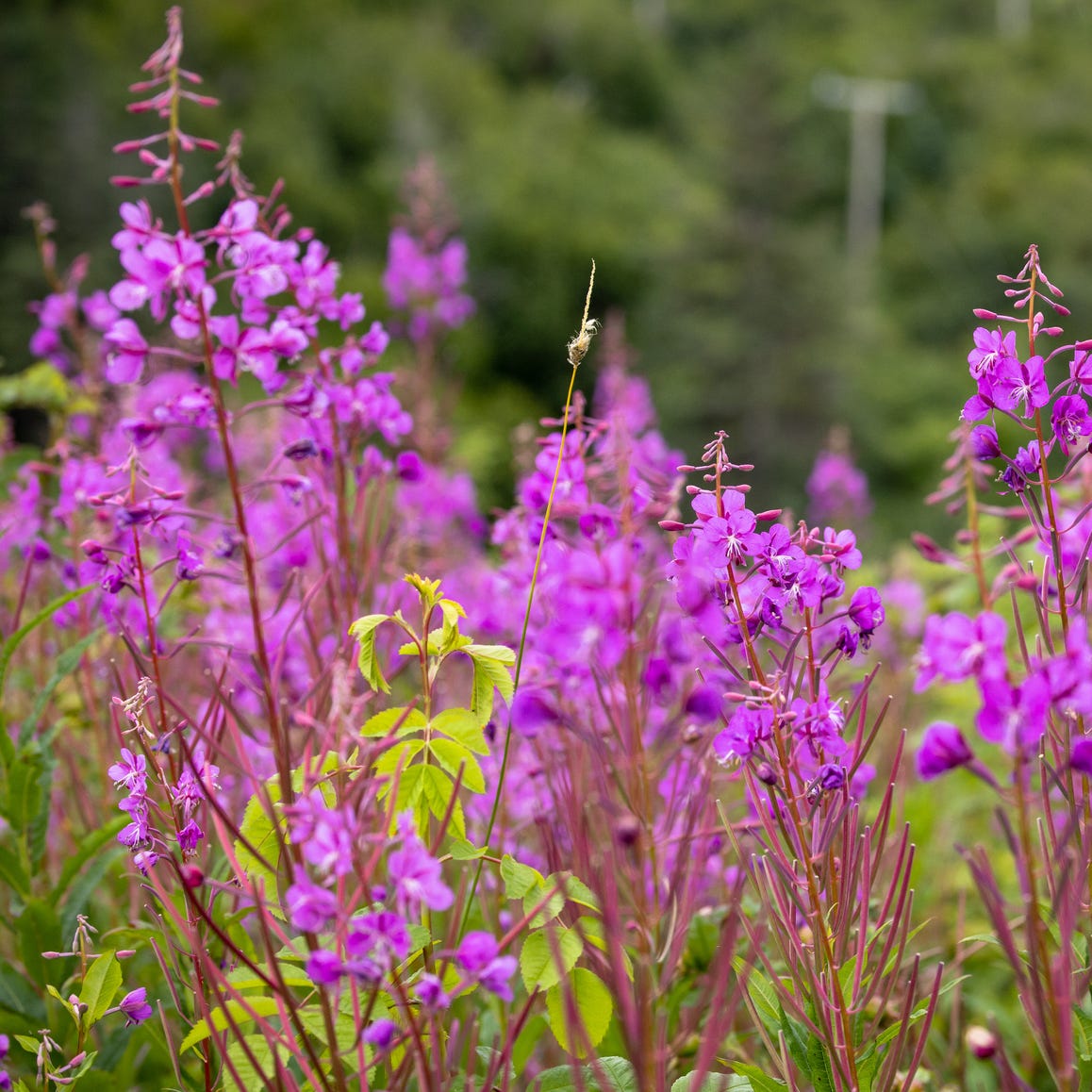 vibrant fireweed blooms