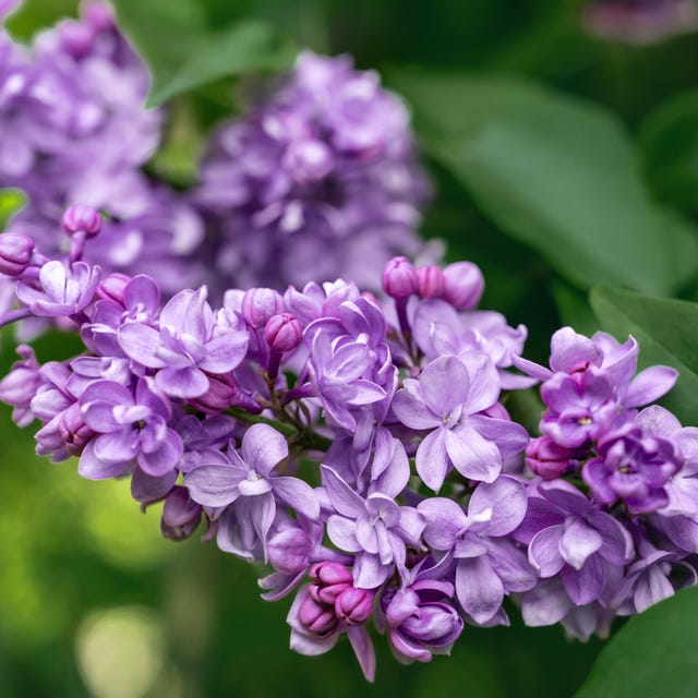 Brunches of lush multi-layered lilacs, spring flowers in bloom is it okay to pick someone elses flowers- Brunches of lush multi-layered lilacs, spring flowers in bloom