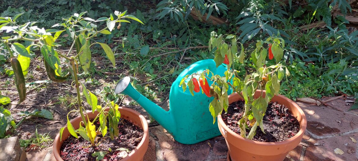 I think I killed my chillis :(