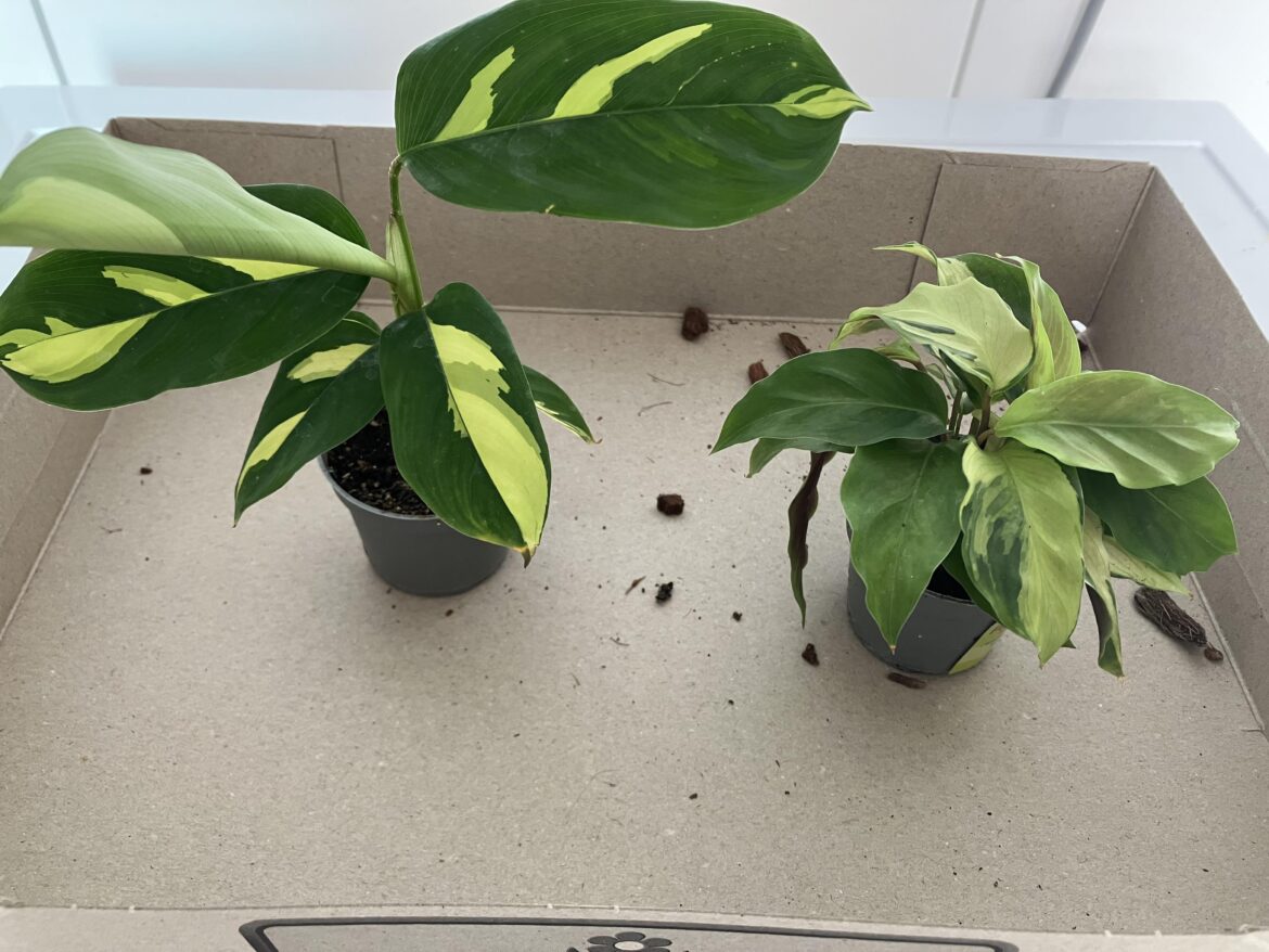 What kind of calatheas do I have here?