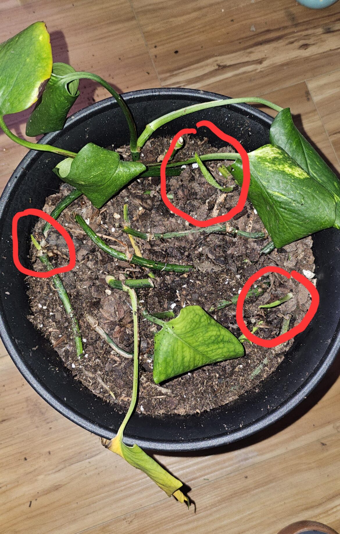 Success! Tossing chopped stems into a pot yields new shoots! Success! Tossing chopped stems into a pot yields new shoots!