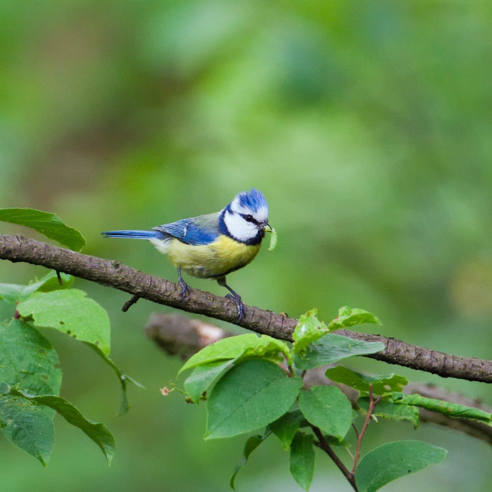 blue tit blue tit