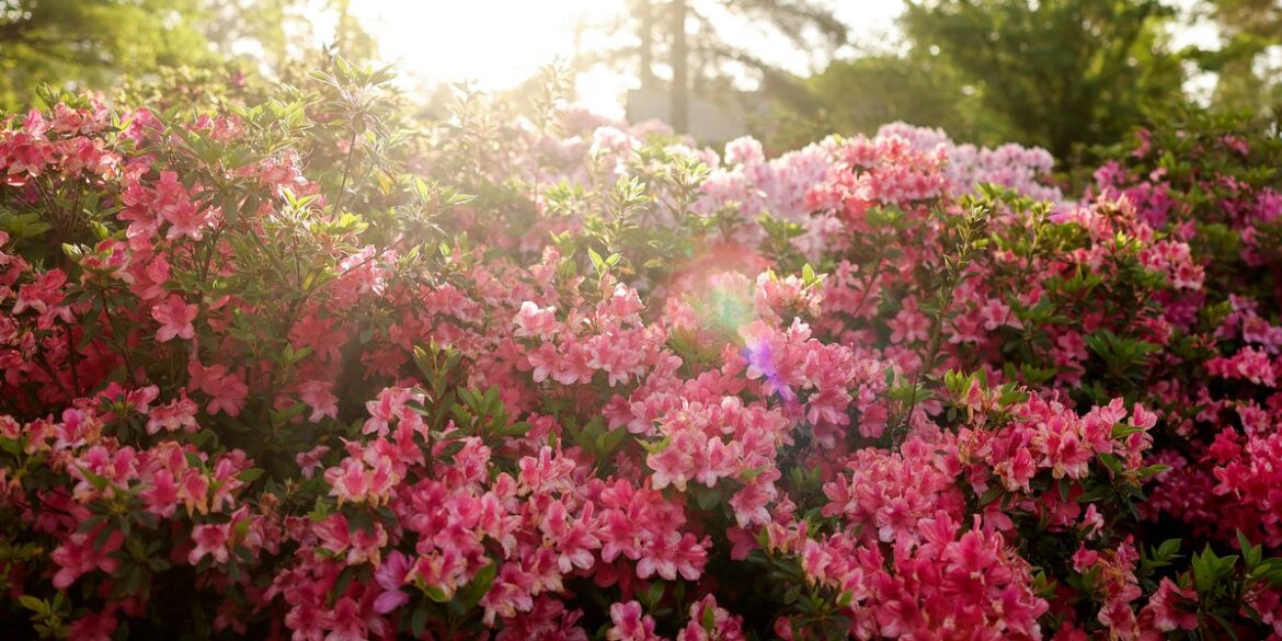 How to Grow Azaleas Like the Masters at Home How to Grow Azaleas Like the Masters at Home