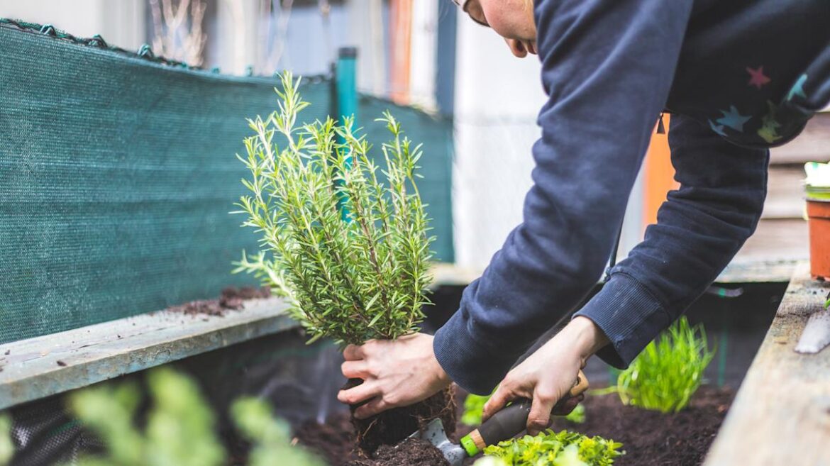 The Rosemary Companion Plant That Makes Your Garden Even More Pest-Resistant The Rosemary Companion Plant That Makes Your Garden Even More Pest-Resistant