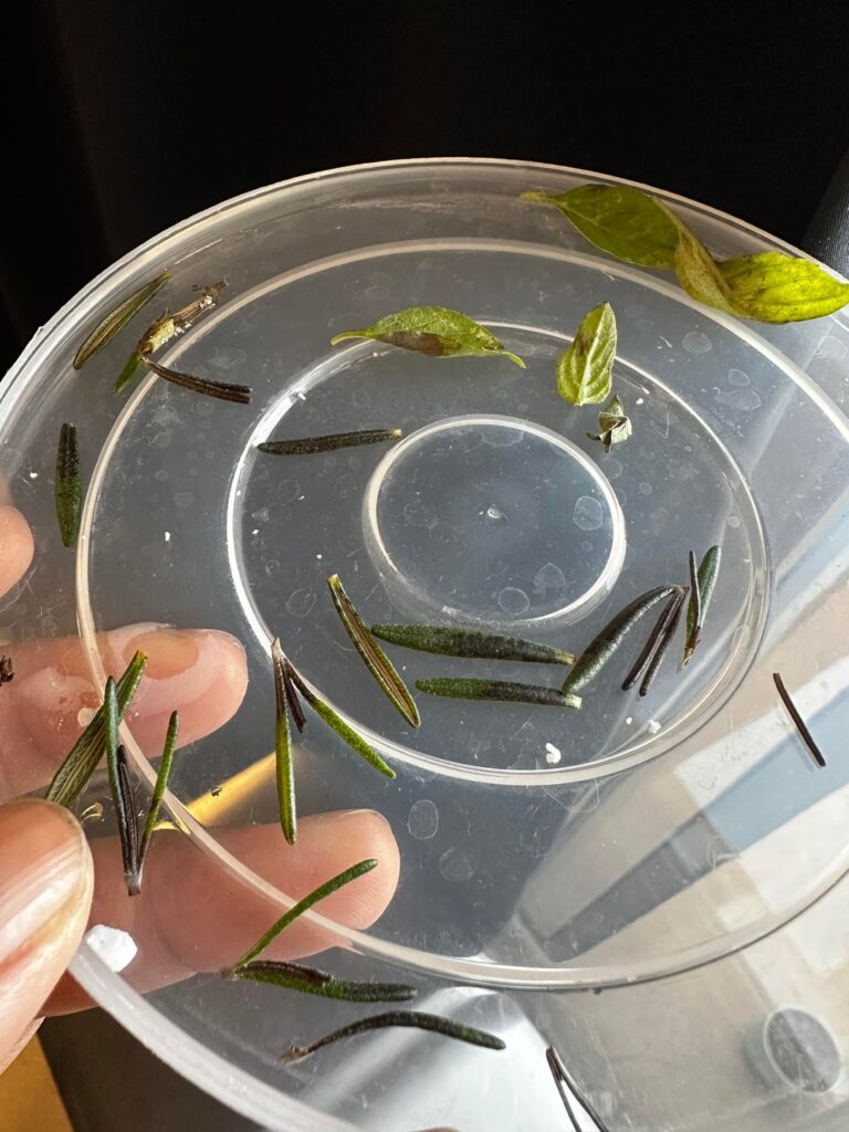 Help - Basil and Rosemary