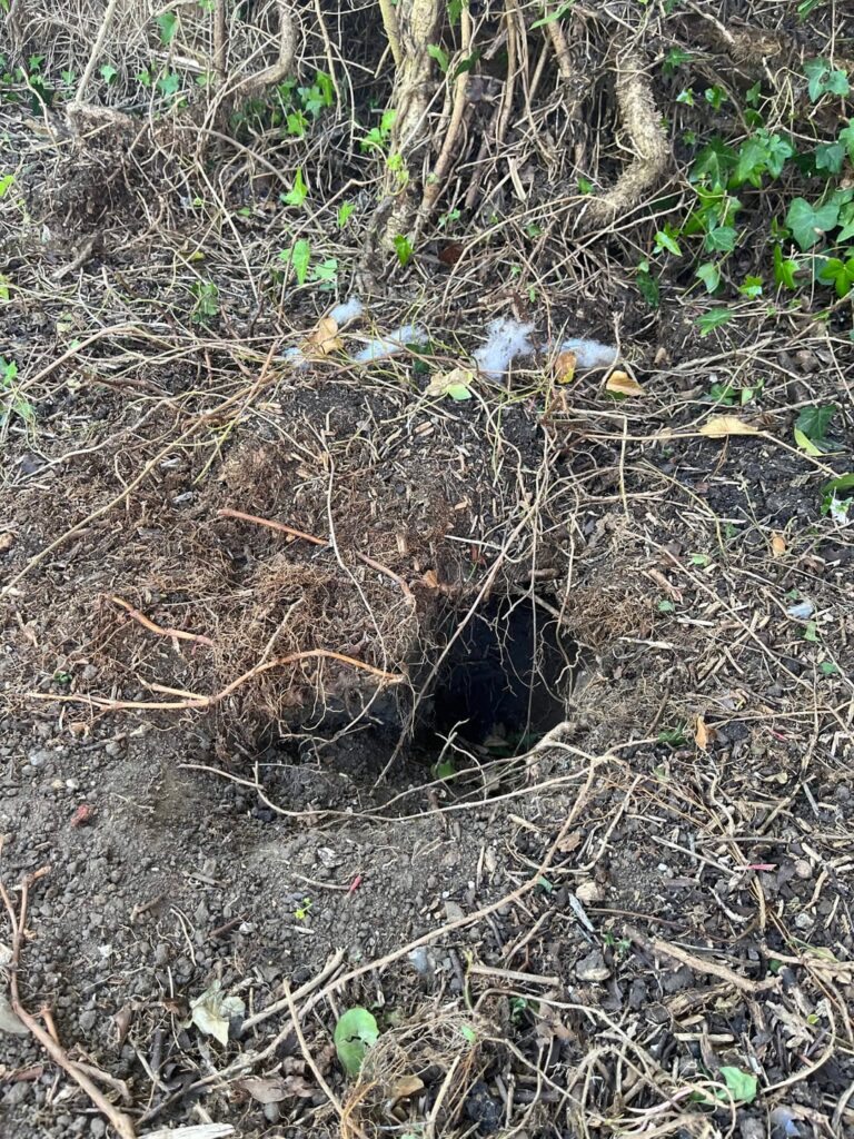 What animal is using this hole, not far from patio door What animal is using this hole, not far from patio door