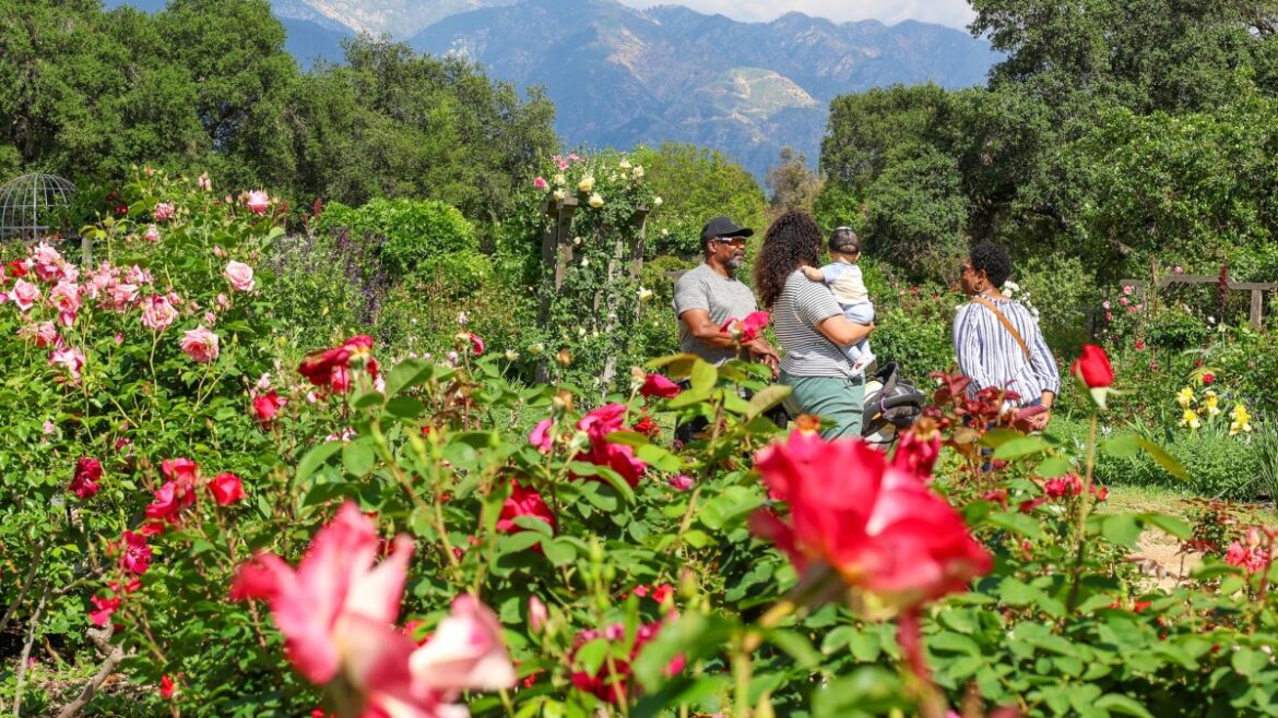 Roses are putting petal to the metal and blooming early at local gardens – NBC Los Angeles Roses are putting petal to the metal and blooming early at local gardens – NBC Los Angeles