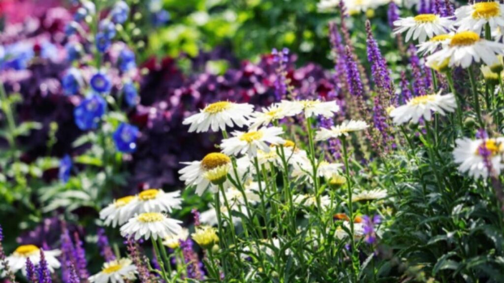 Get Growing: June blooming perennials Get Growing: June blooming perennials