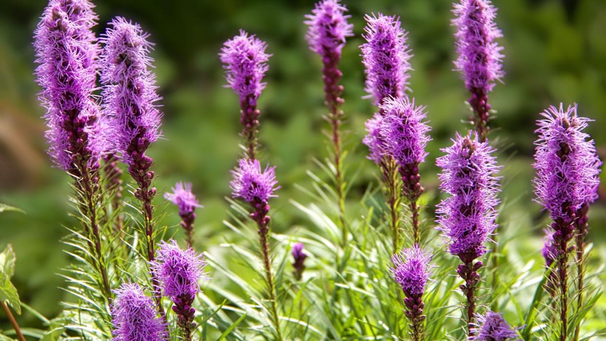 Vibrant Cluster of Purple Blazing Star (Liatris Spicata) Flowers Stands Tall in a Lush Green Garden