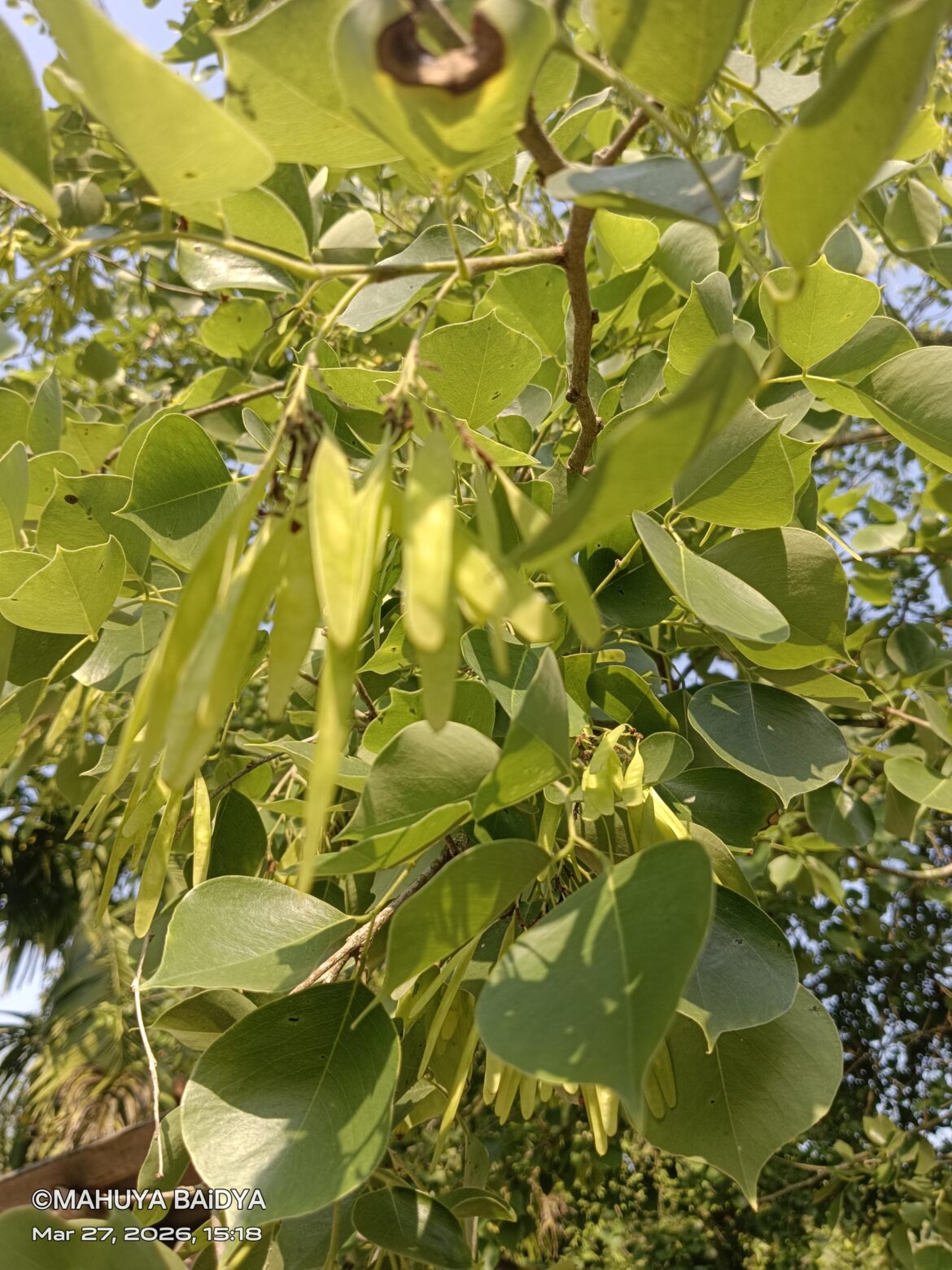 Fruits of shishu (Dalbergia sissoo)