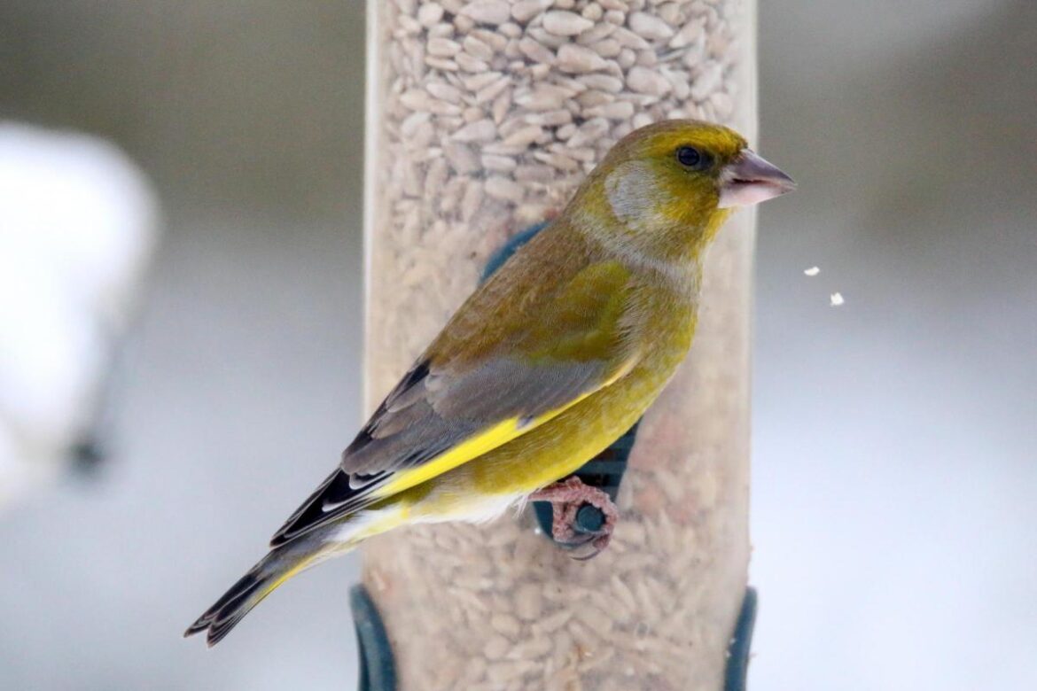 This once common garden bird is now on brink of disappearing from countryside