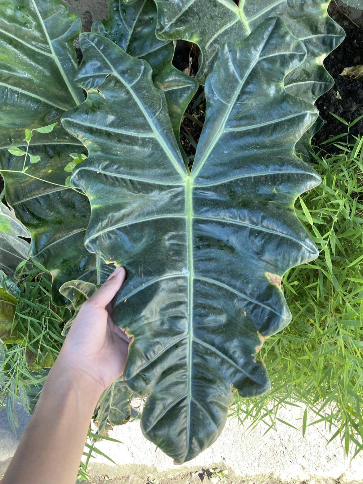 My grandpa’s massive Alocasia pseudosanderiana