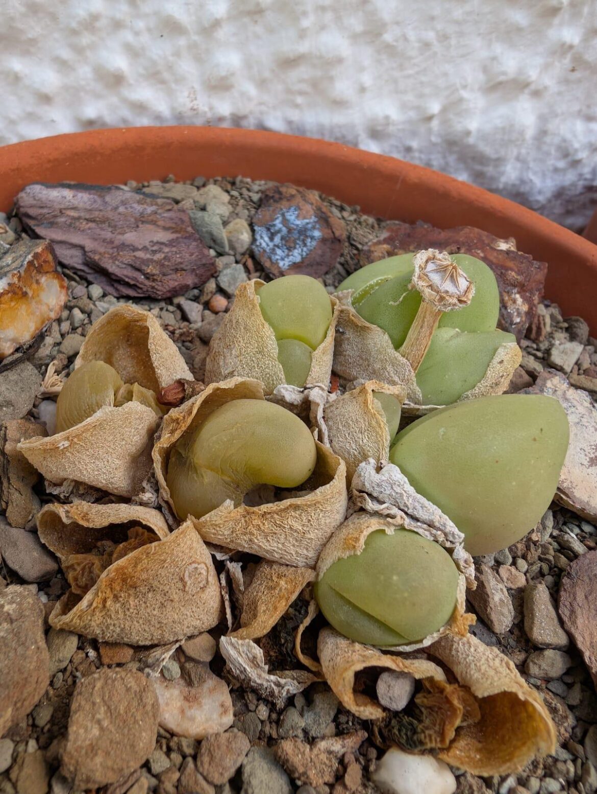 HELP - Gibbaeum rotting?