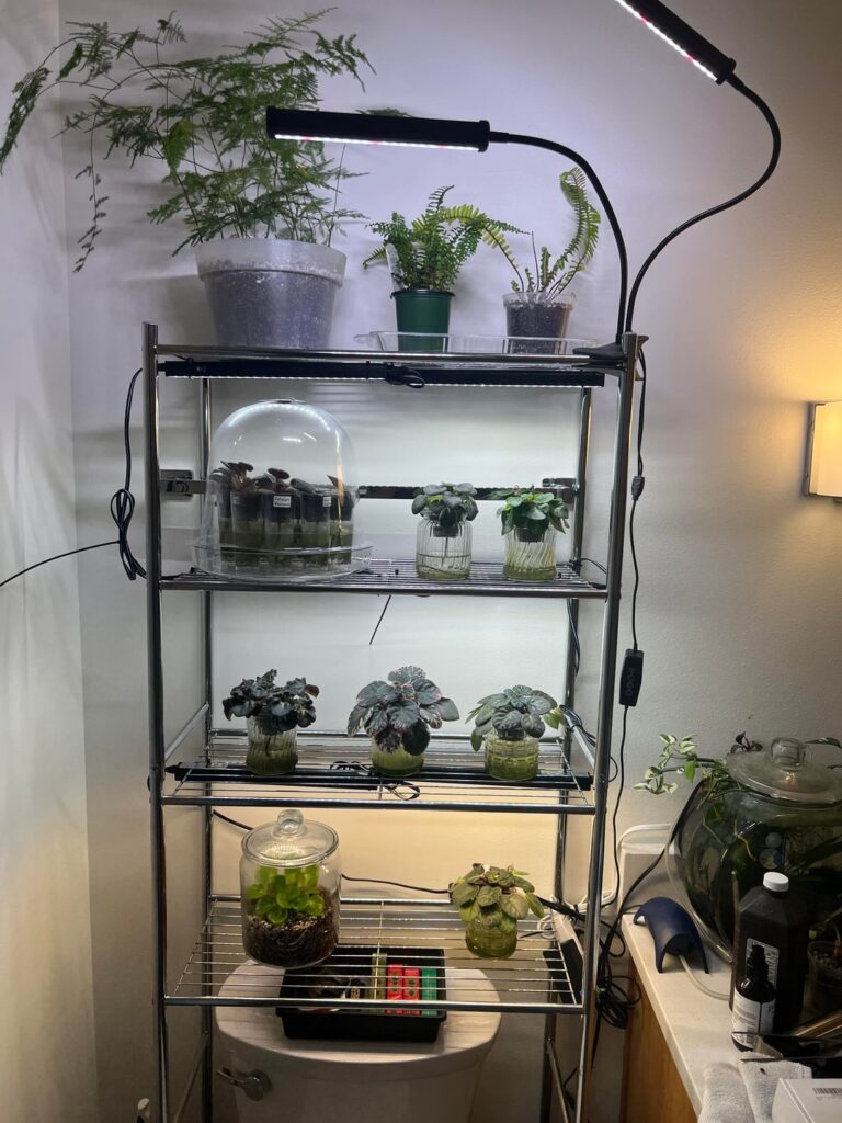 my little collection