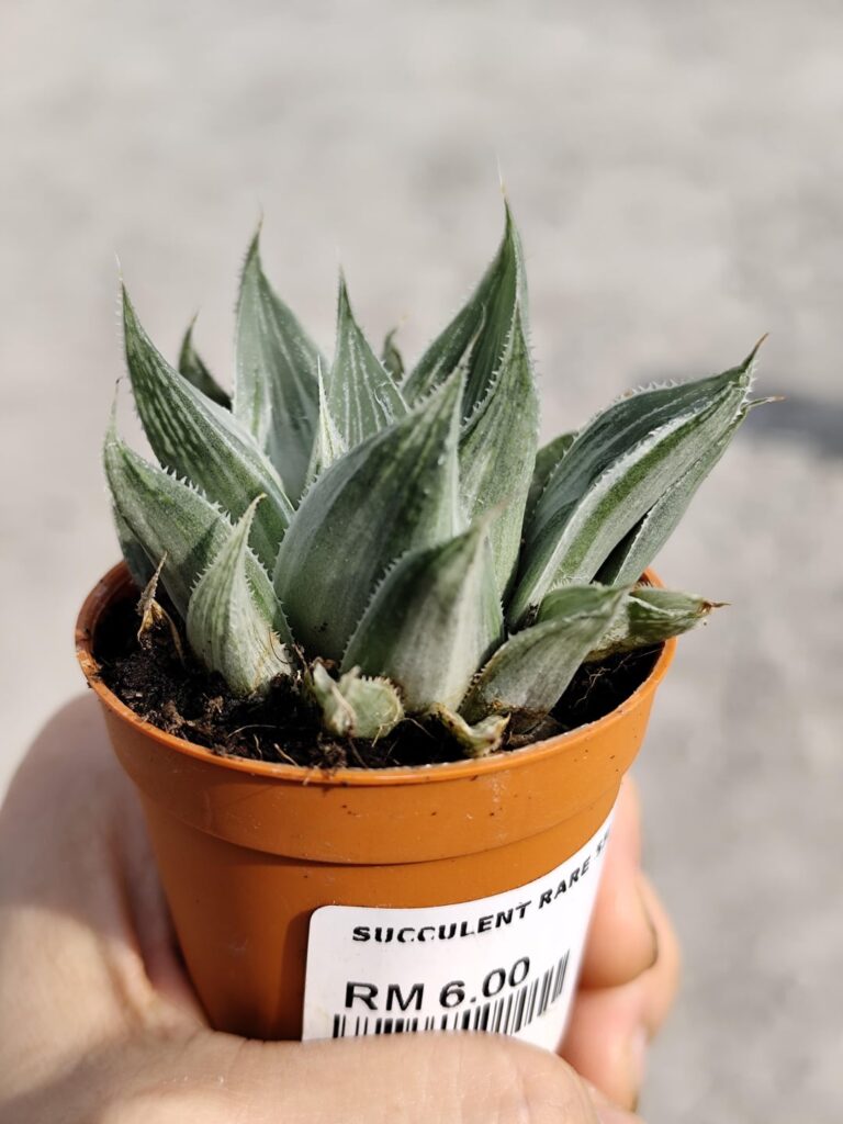 Is this a Haworthia Retusa White Ghost? Bought this cute little fella with only USD1.51... 😍