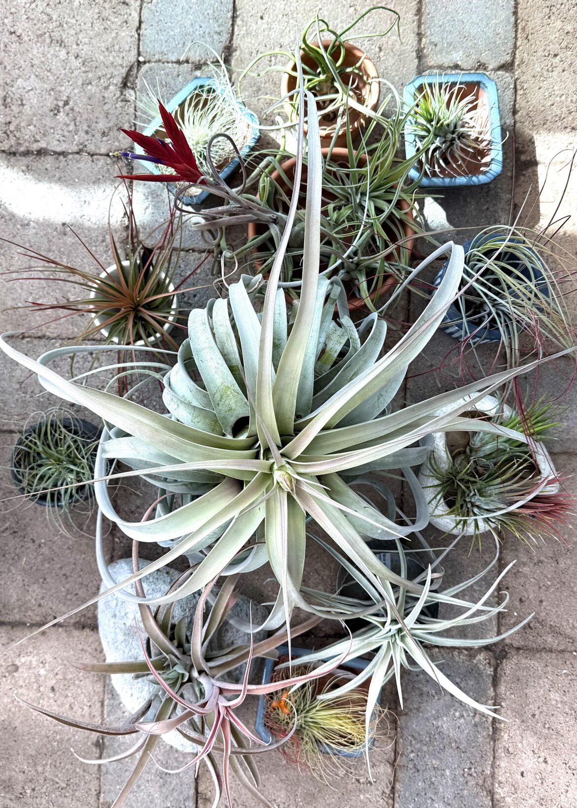 My Air Plant family