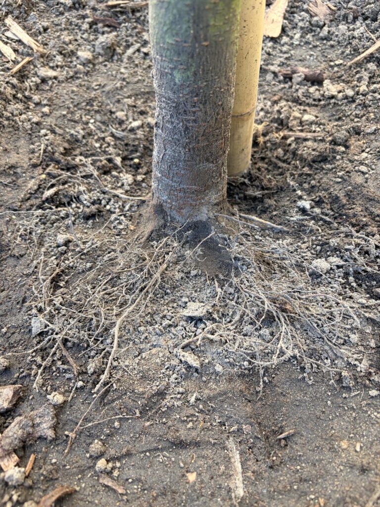 Pleached Tree Root Flare