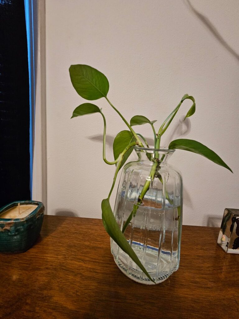 First time Pothos owner here..