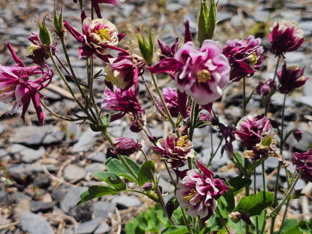 Flowering Plant