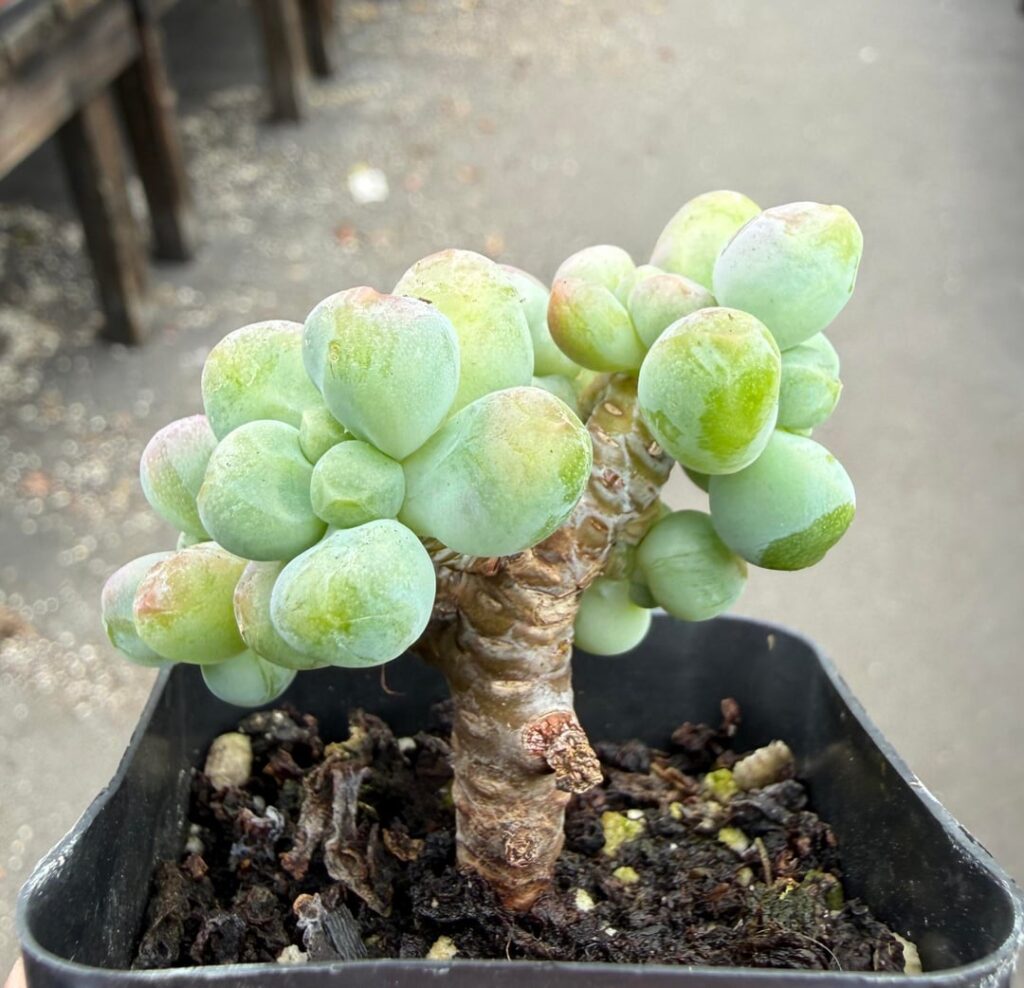 What type of succulent is this?