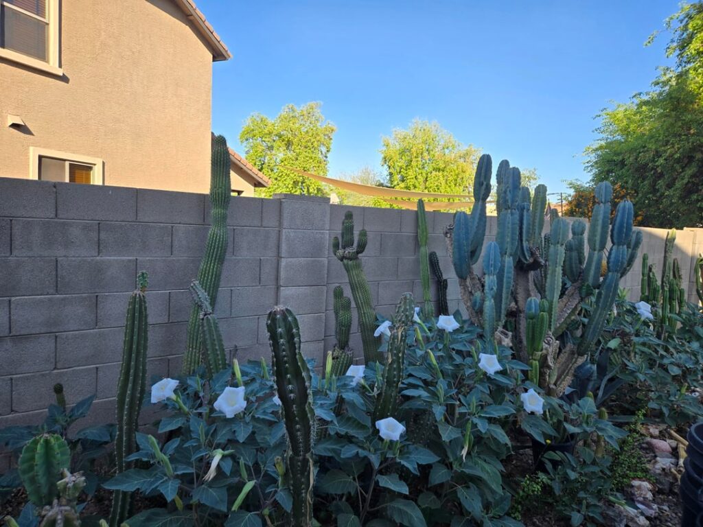 Datura in bloom amongst the stenocereus, organ pipe, and cereus cactus.