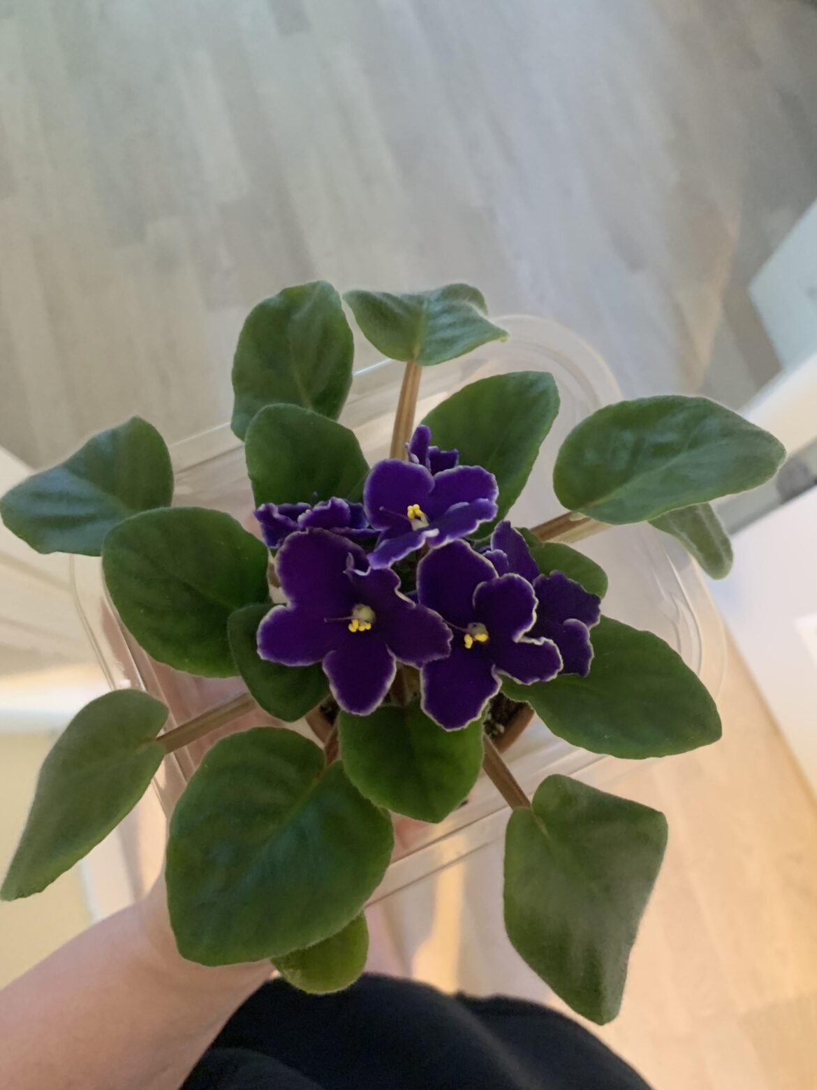Replanting to double pot Replanting to double pot