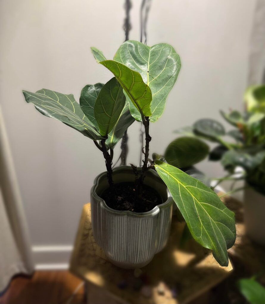 My fiddle leaf fig has a droopy leaf