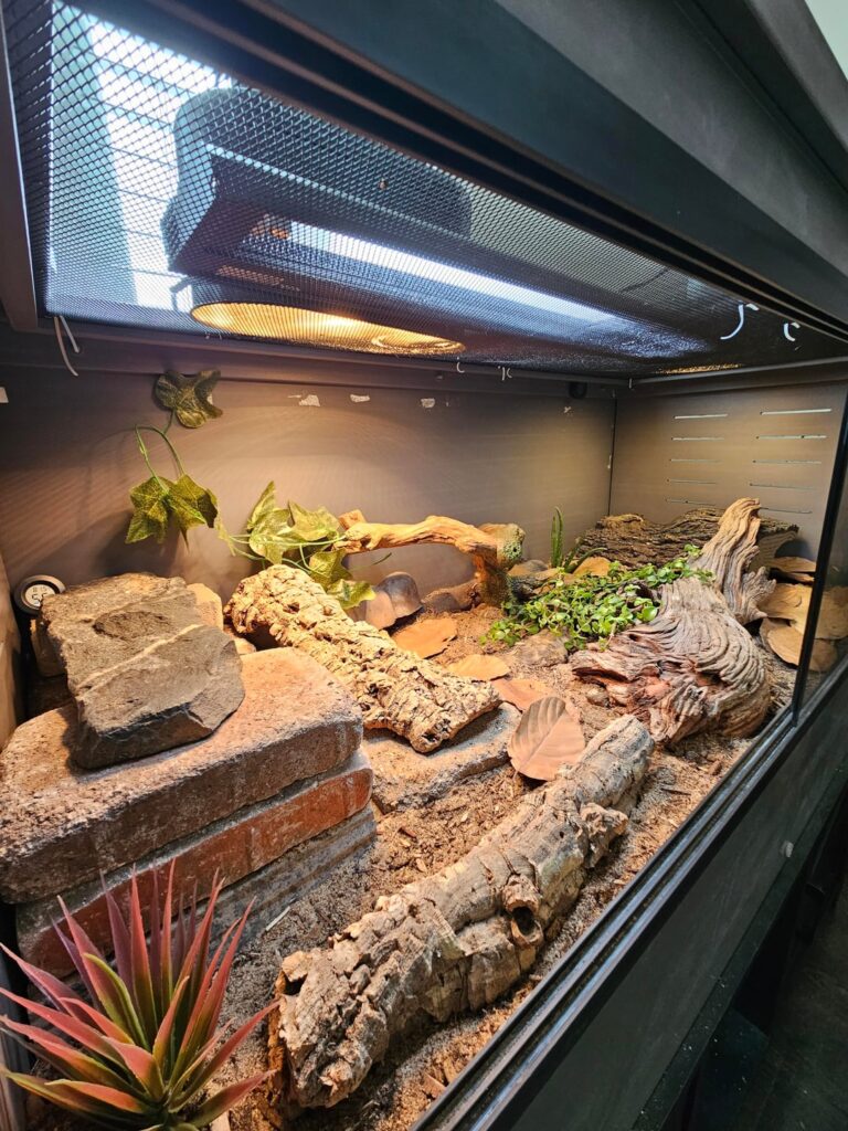 Bearded dragon vivarium feedback/ideas? Bearded dragon vivarium feedback/ideas?