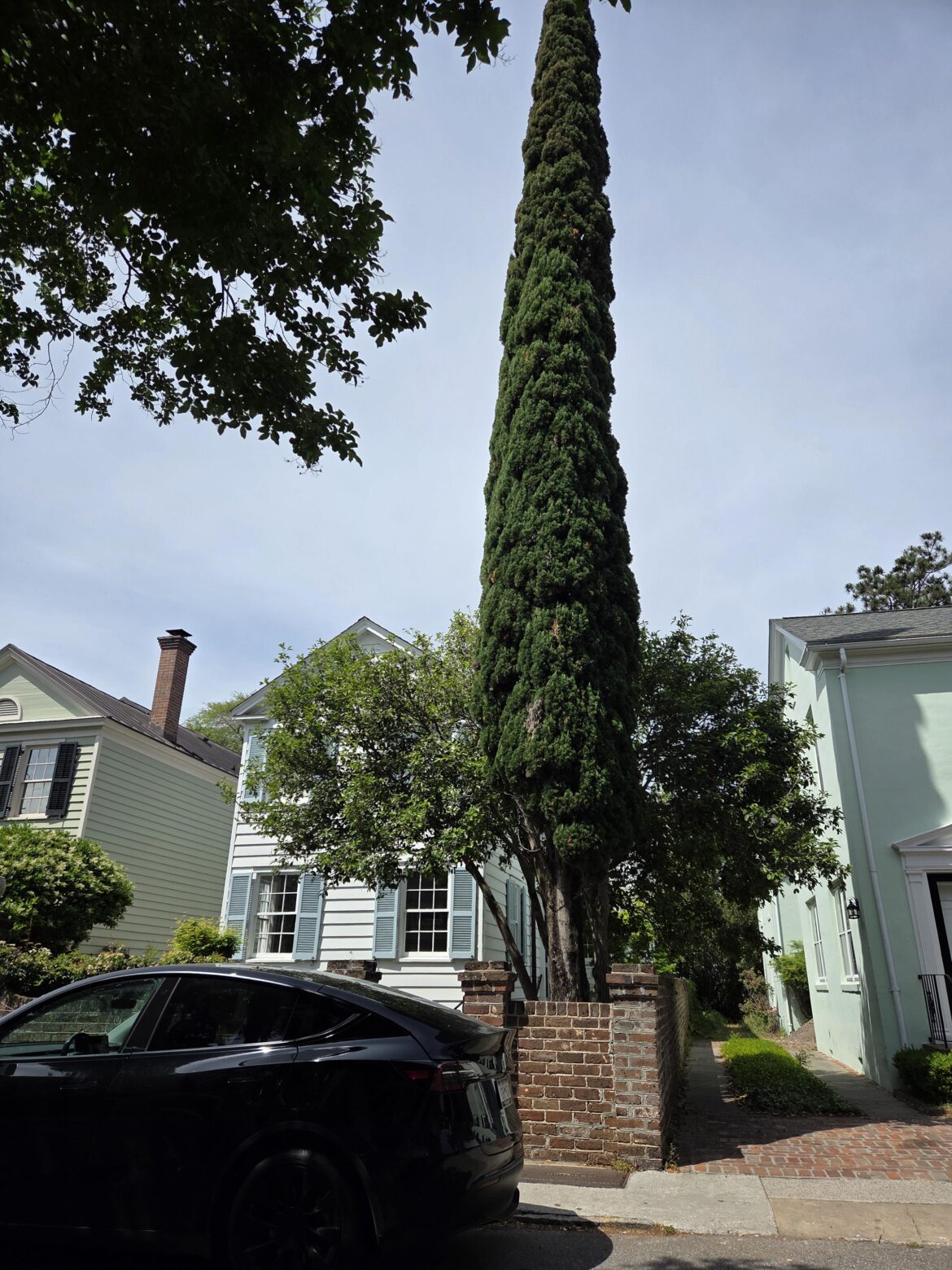 Saw this house with a massive cypress. Trying to imagine what it would look like with 55 more.