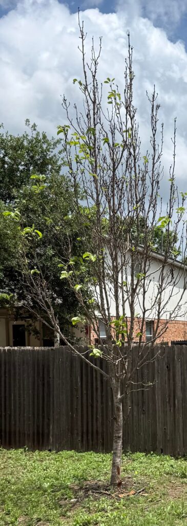 Anyone have pear trees not yet blooming? Anyone have pear trees not yet blooming?