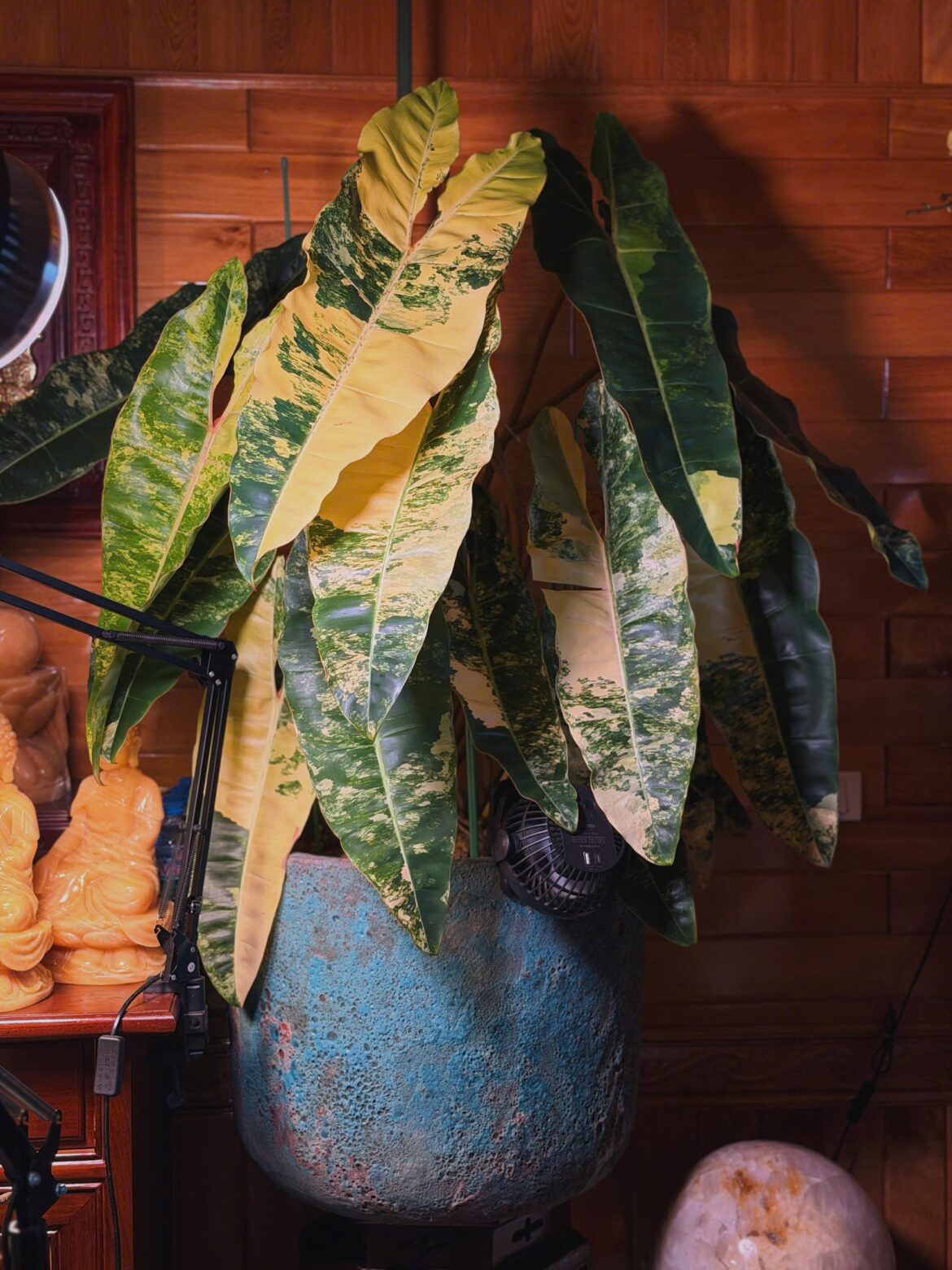 Philodendron Billietiae Variegated