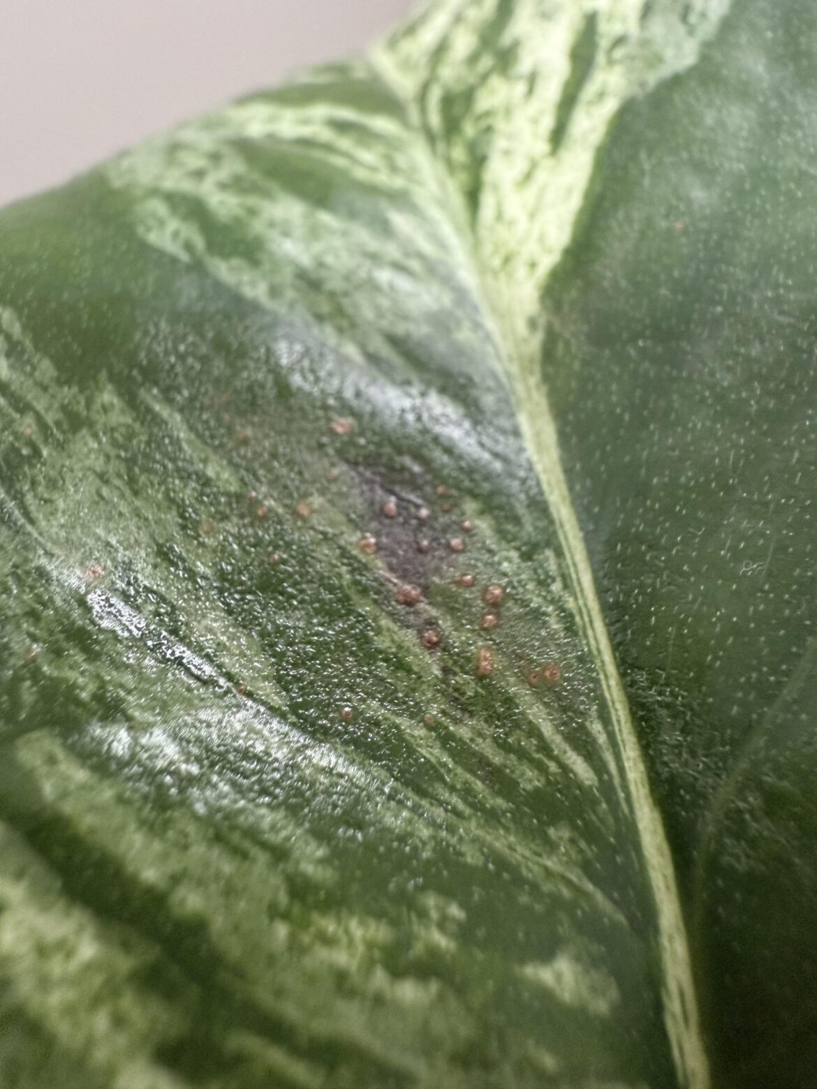 Are these due to thrips?