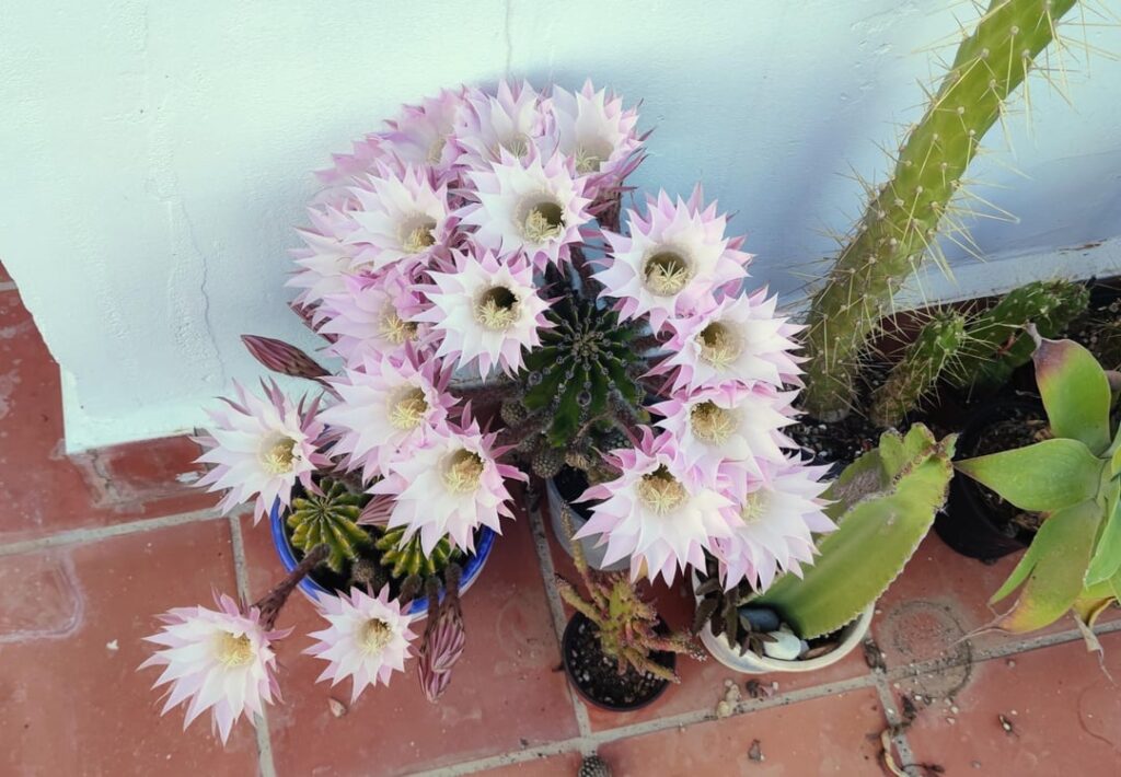 My cactus started flowering