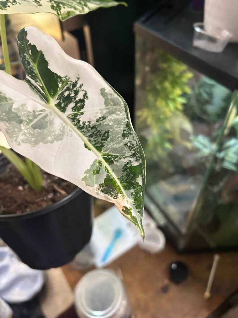 Something else or normal browning from variegation?