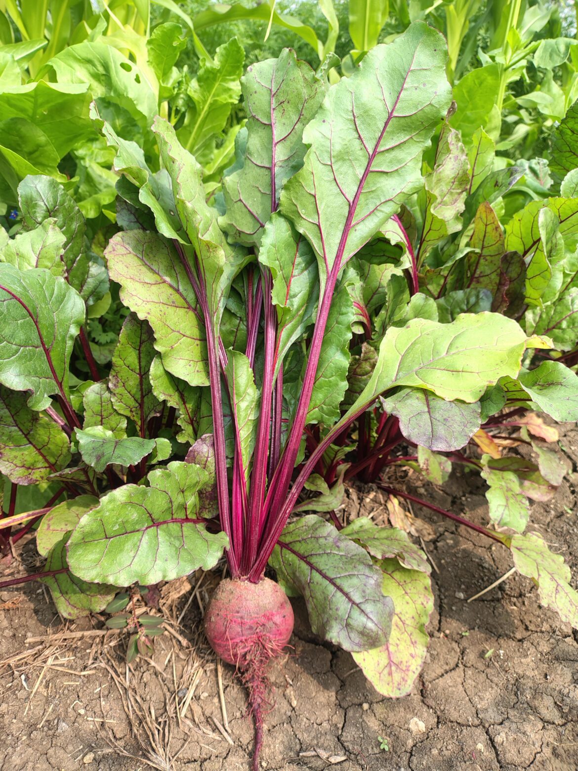 Fresh / Healthy Beetroot 🌰