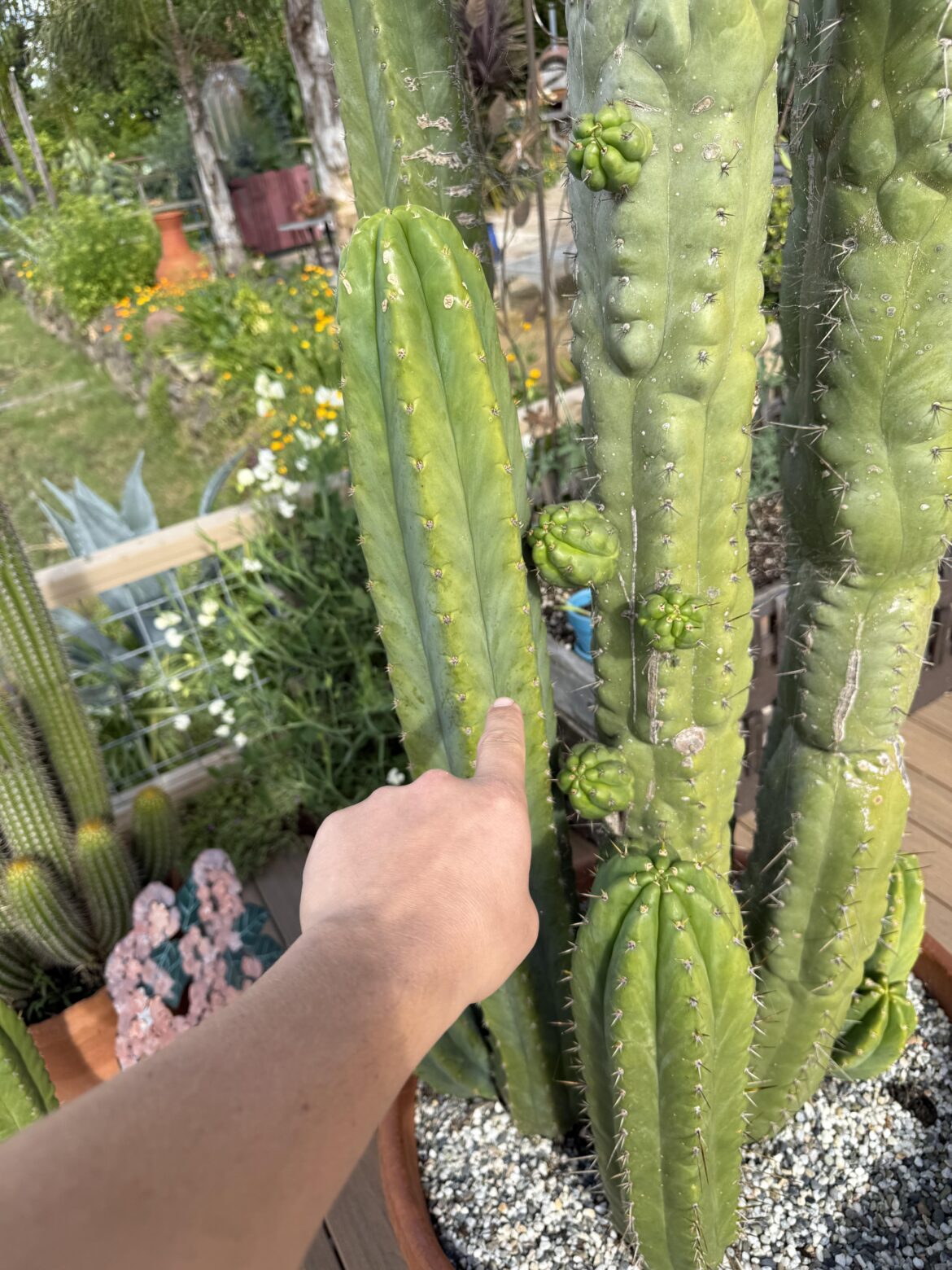Would you cut?
