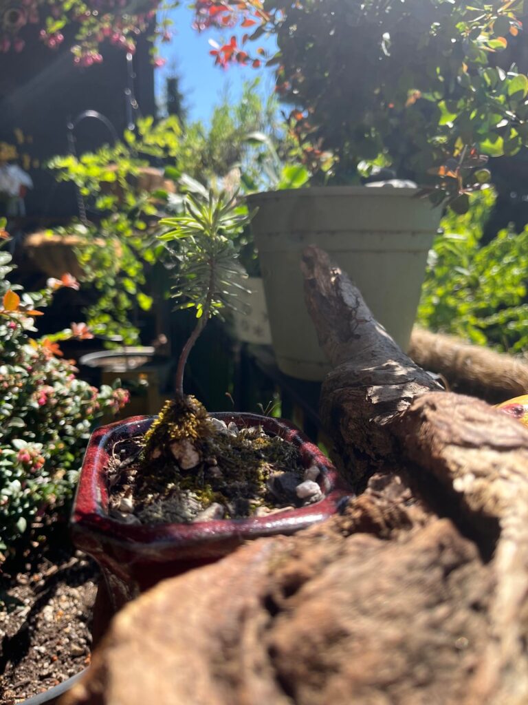 My Douglas Fir ❤️