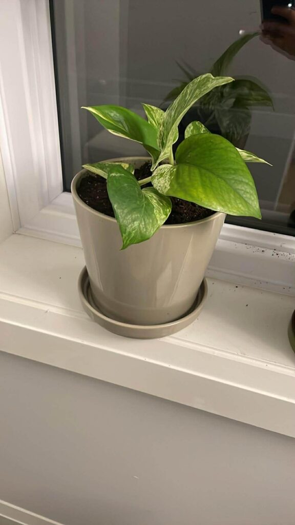 Is this pot too big?