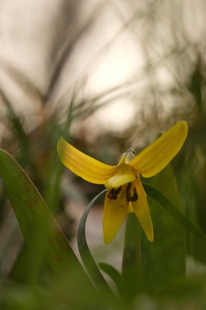 Heard we were sharing photos of trout lilies!