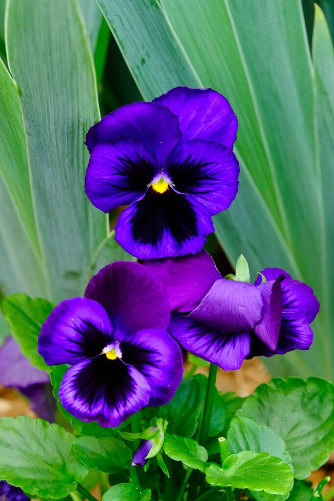 Some violets and pansies
