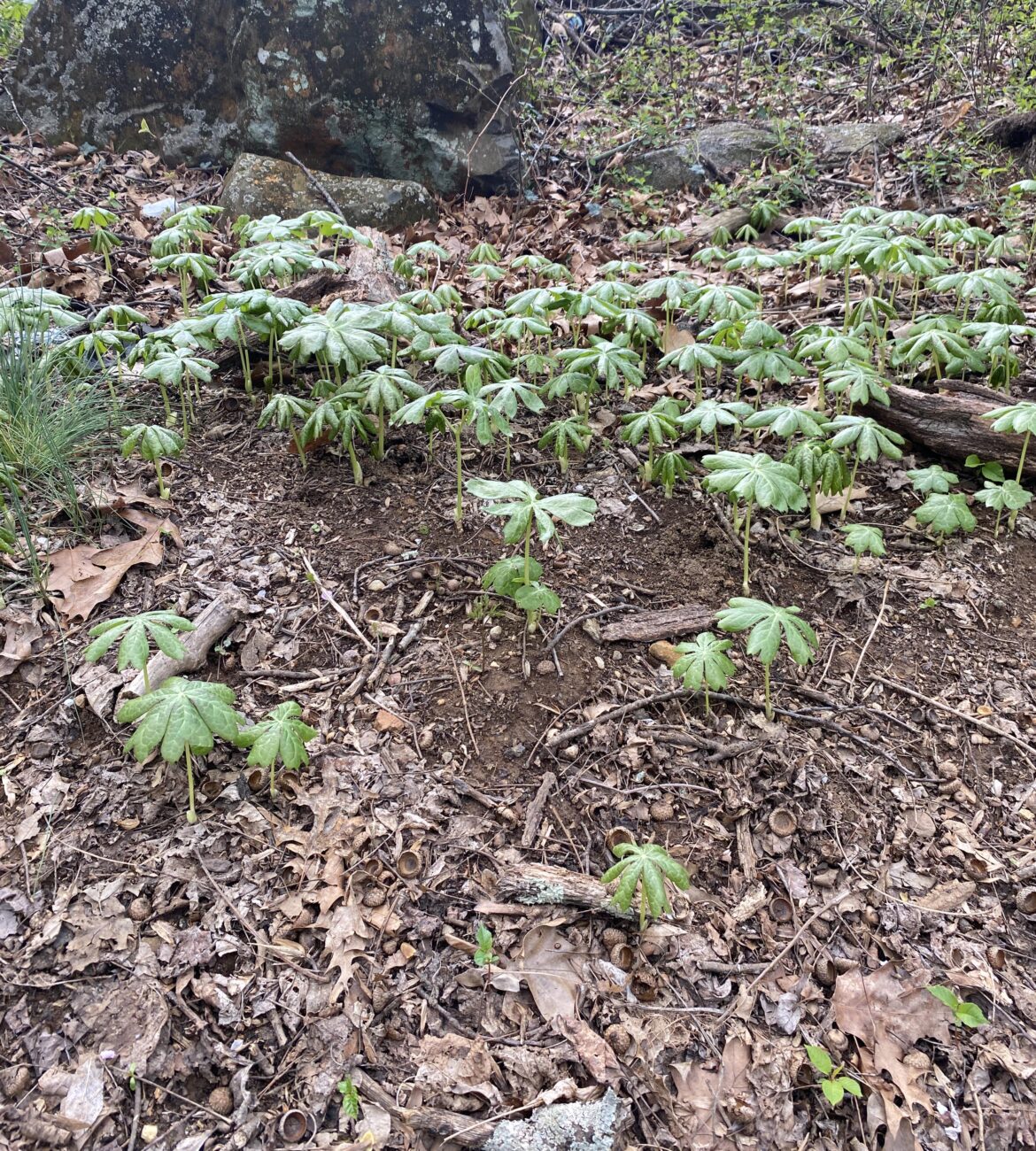what’s this plant growing next to a sidewalk? ellicott city, maryland